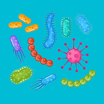 Bacteria Vs Virus Difference And Everything You Need To Know